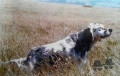 Setter Anglais FRANCINI'S LUCA Setter Anglais FRANCINI'S LUCA